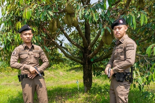 Cảnh sát Thái Lan ngăn chặn nạn trộm sầu riêng